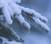 SnowyTree